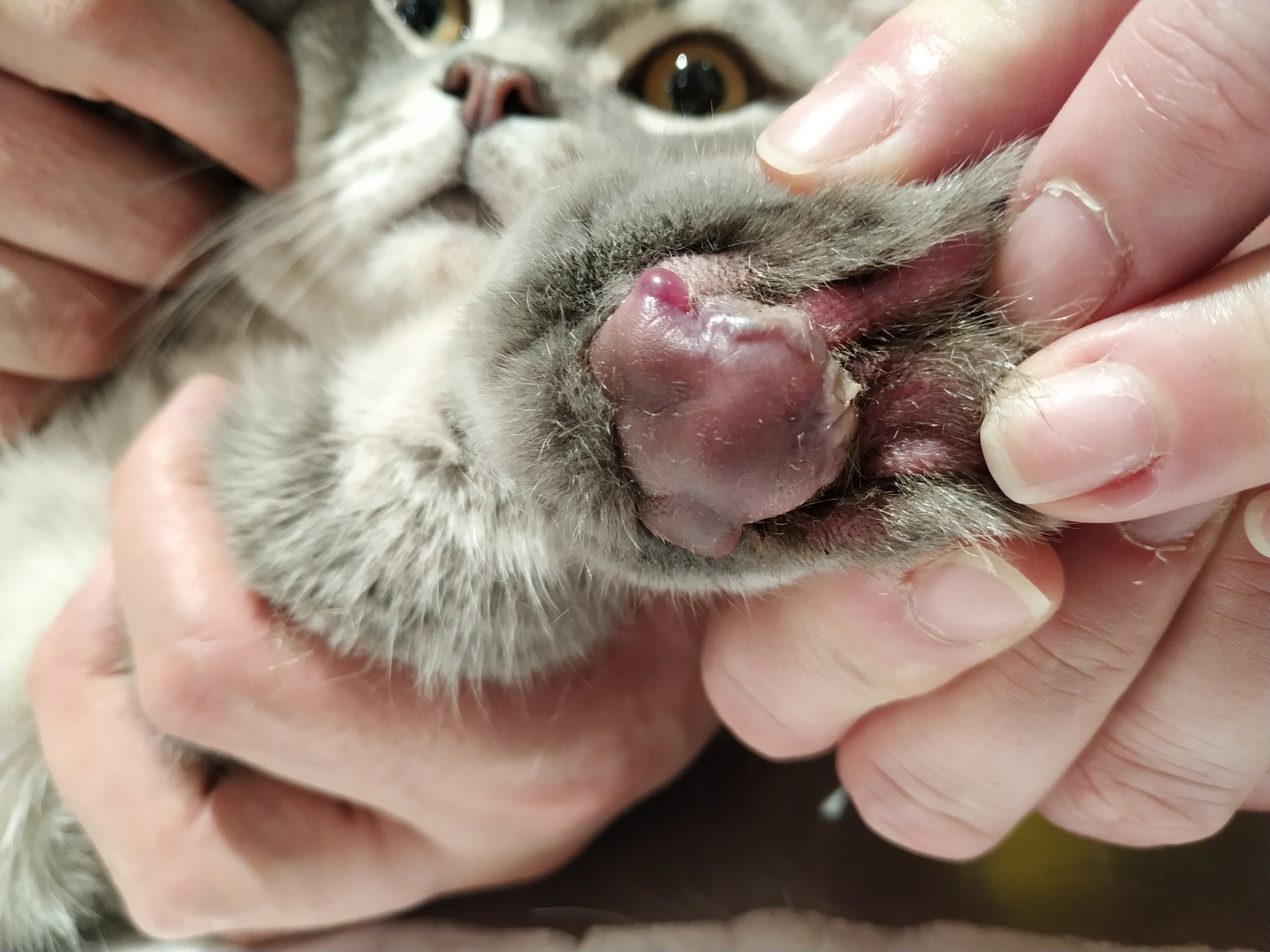 Feline Immunodefiency Virus (FIV)